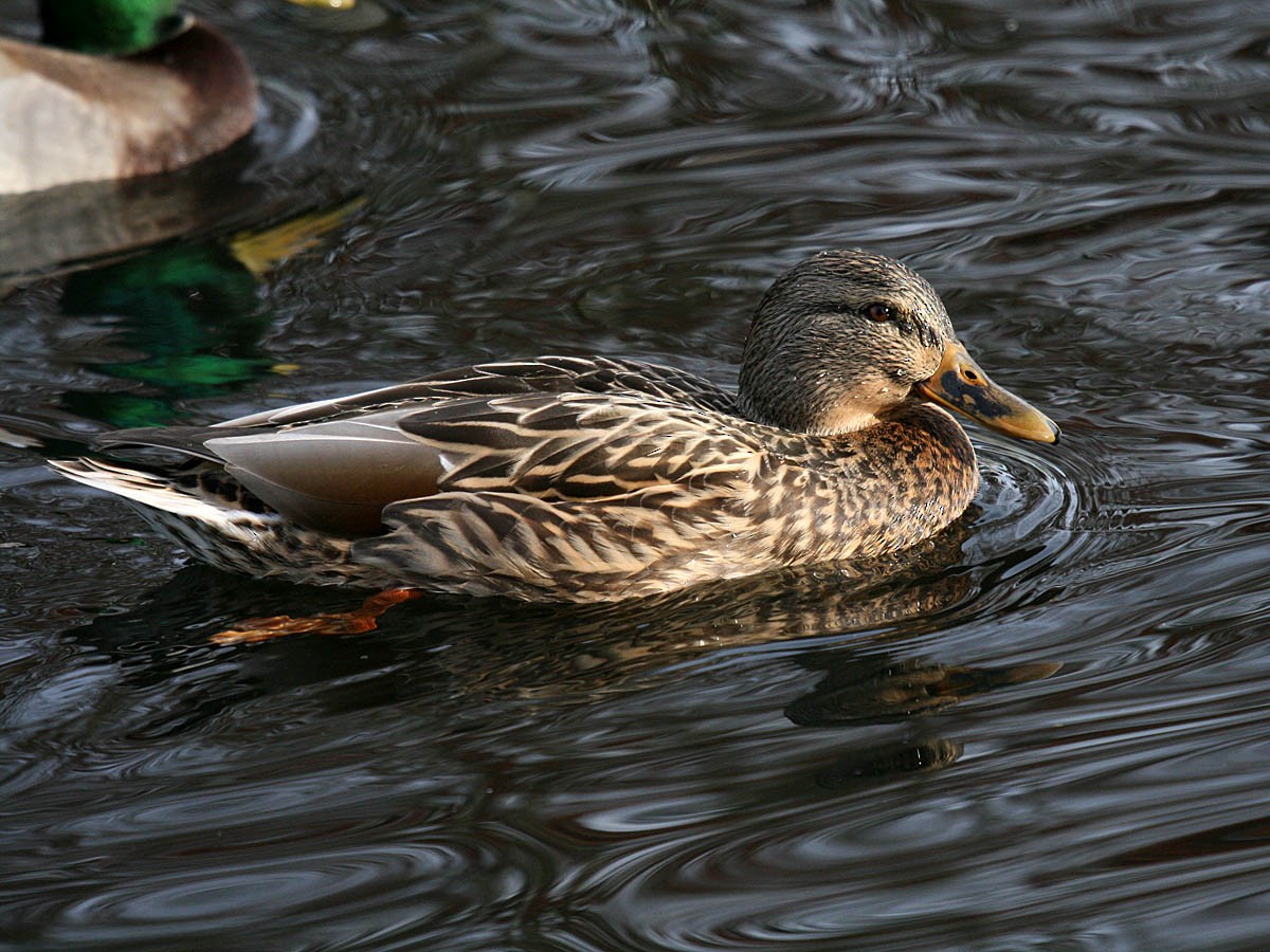 Mallard - ML35320781