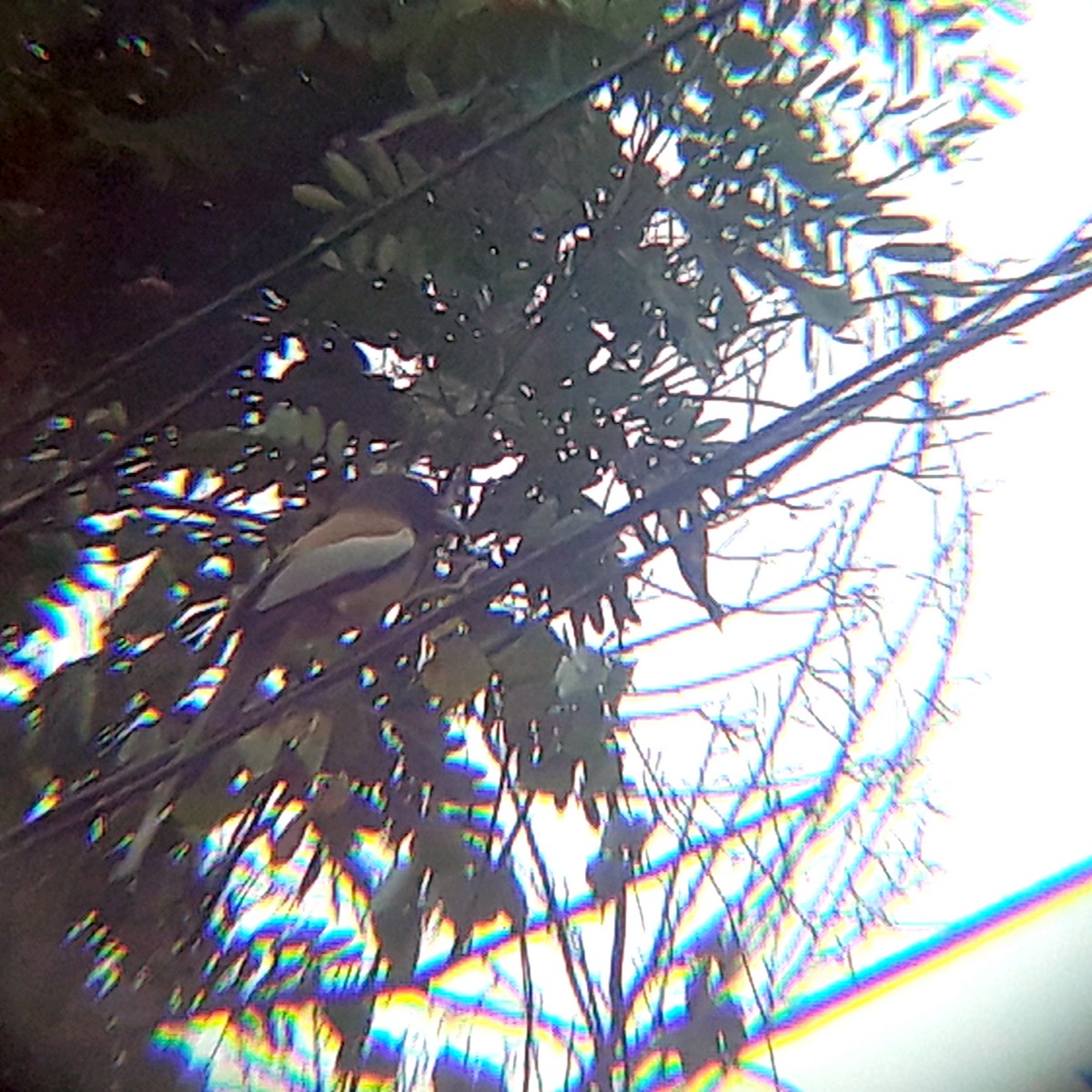 Rufous Treepie - ML353208581