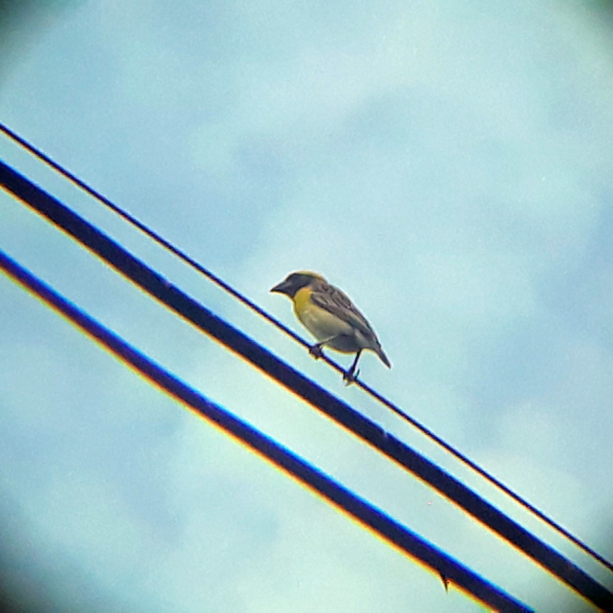 Baya Weaver - ML353208591