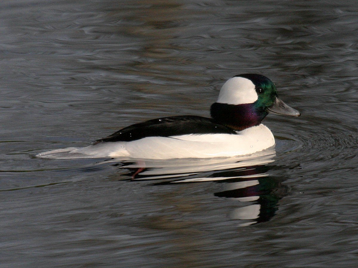 Bufflehead - ML35320971