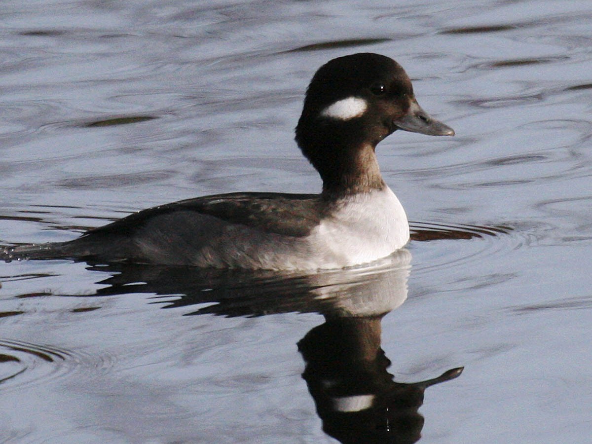 Bufflehead - ML35320981