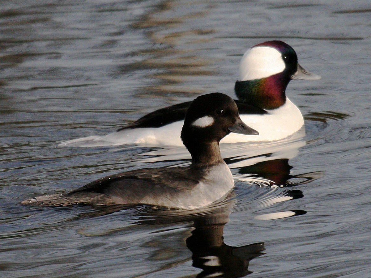 Bufflehead - ML35321001