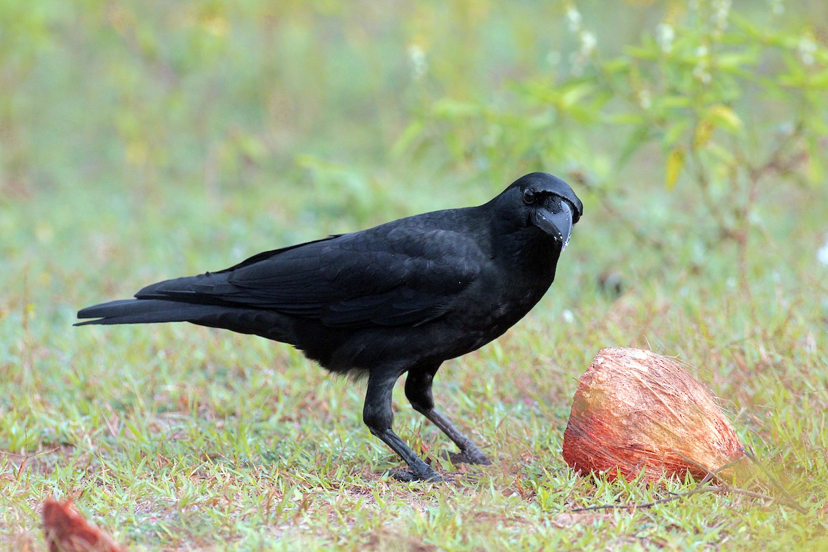 Large-billed Crow (Indian Jungle) - ML353210021