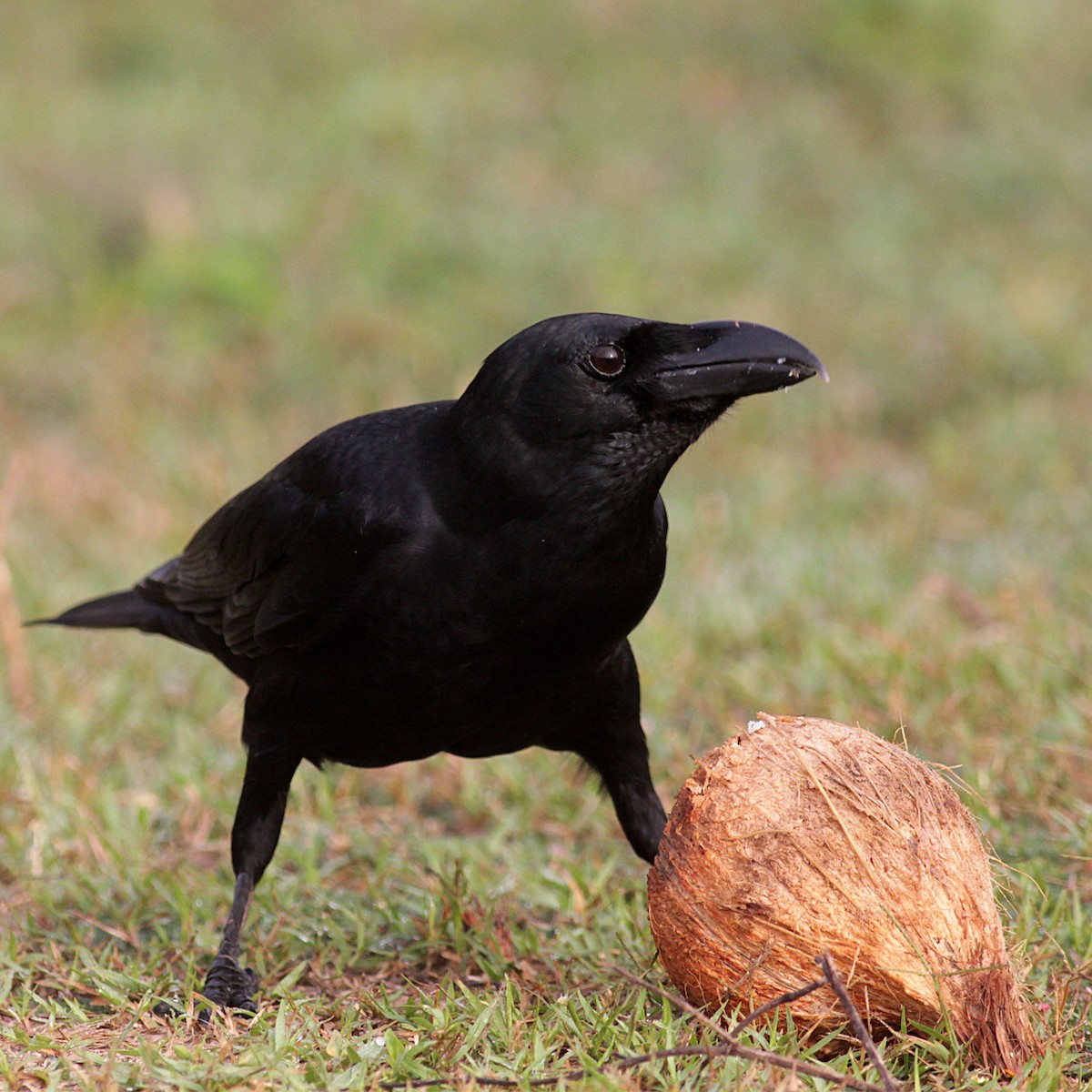 Large-billed Crow (Indian Jungle) - ML353210031