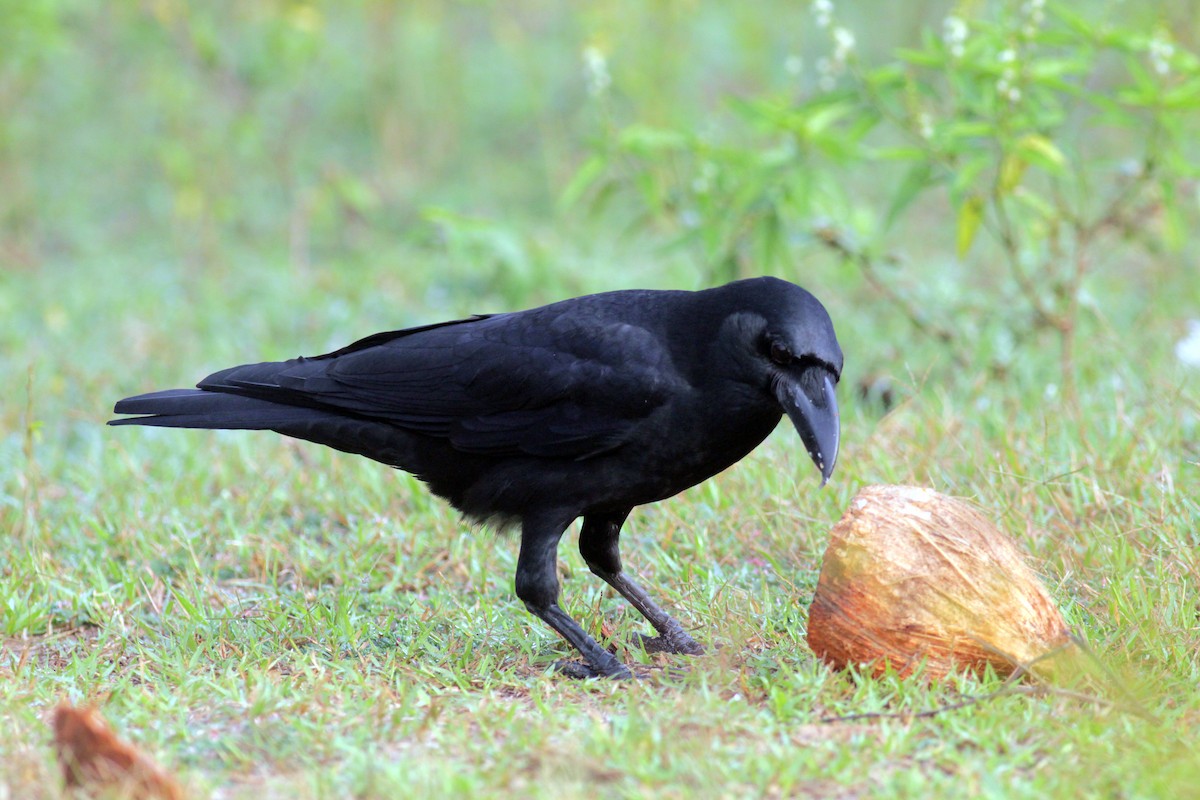 Large-billed Crow (Indian Jungle) - ML353210051