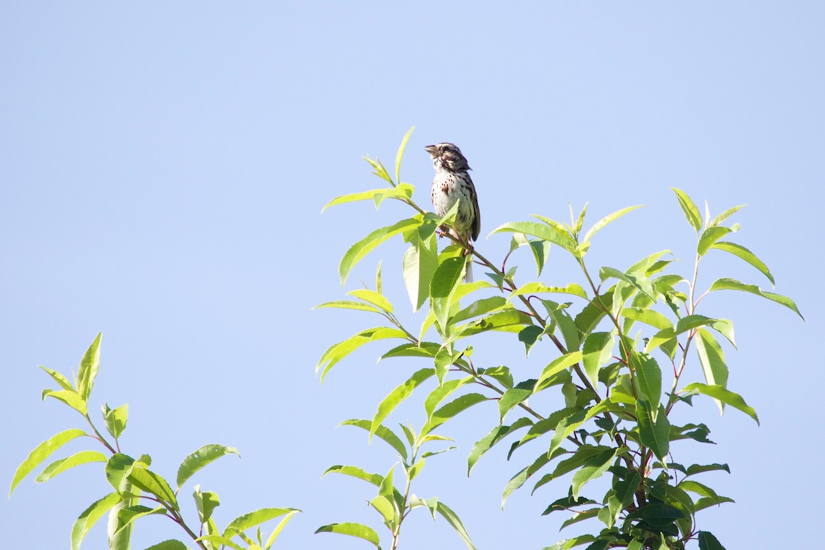 Song Sparrow - ML353211011