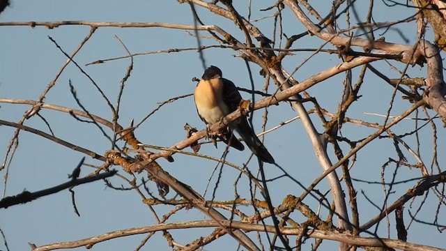 Great Spotted Cuckoo - ML353211401