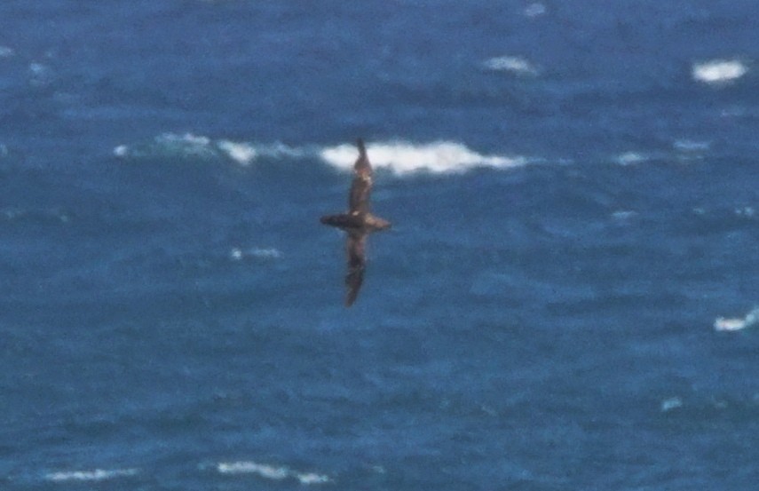 Balearic Shearwater - ML353214461