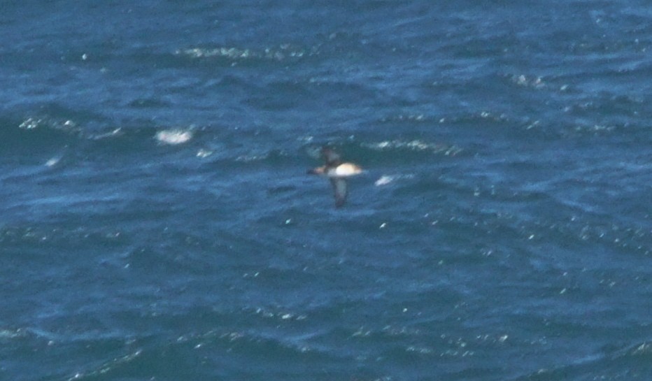 Balearic Shearwater - Rui Caratão