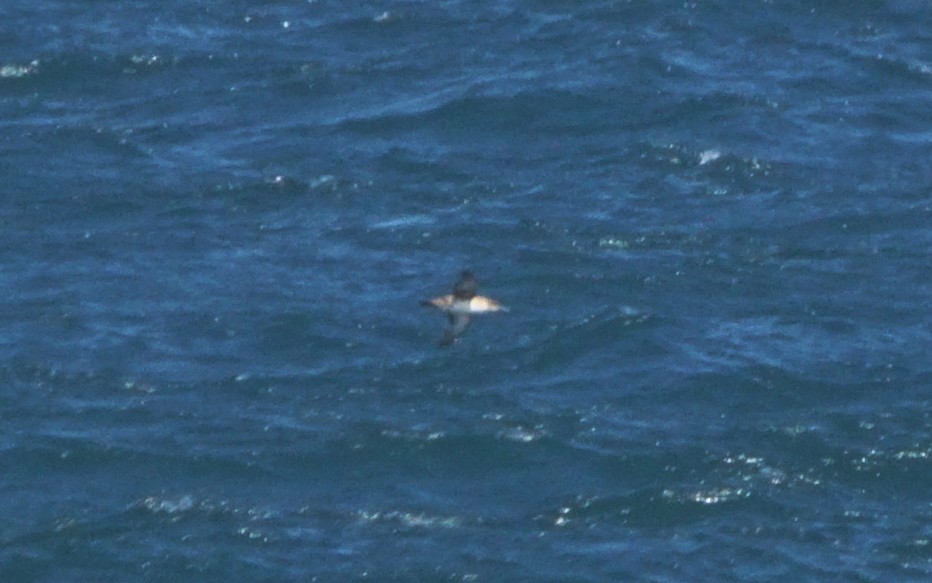 Balearic Shearwater - ML353214481