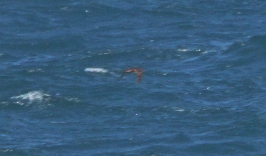 Balearic Shearwater - ML353214491