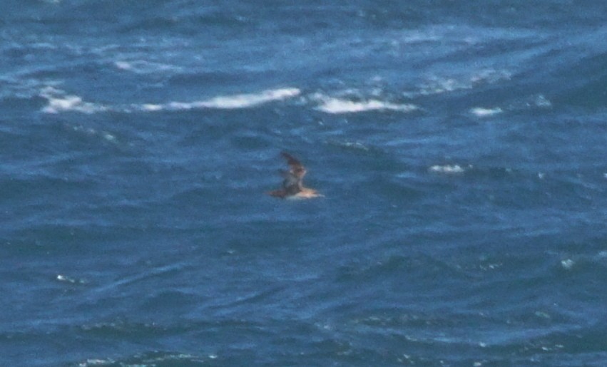 Balearic Shearwater - Rui Caratão