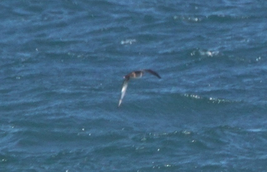 Balearic Shearwater - Rui Caratão