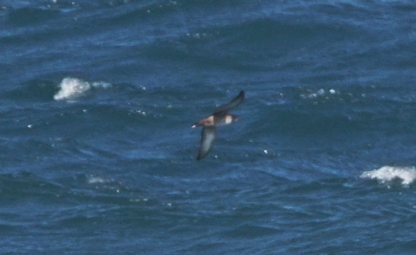 Balearic Shearwater - ML353214881