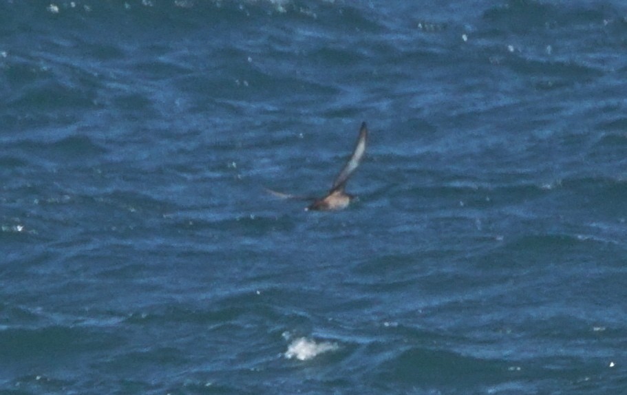 Balearic Shearwater - ML353214891