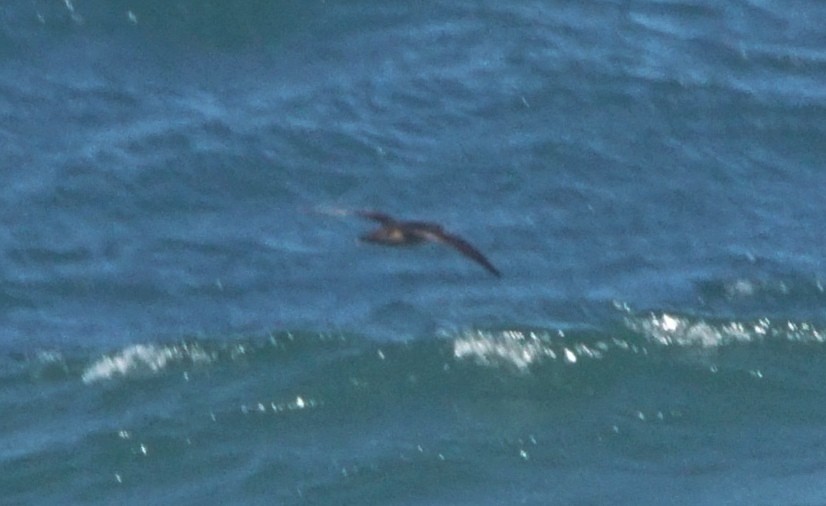 Berta balearica - ML353214901