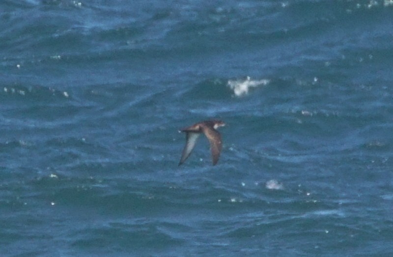 Balearic Shearwater - ML353214911