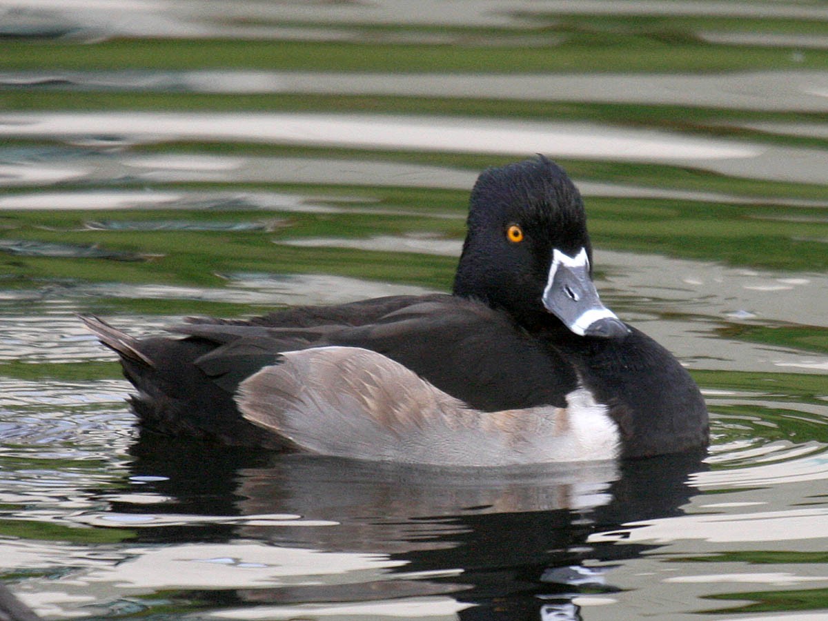 Ring-necked Duck - Greg Gillson