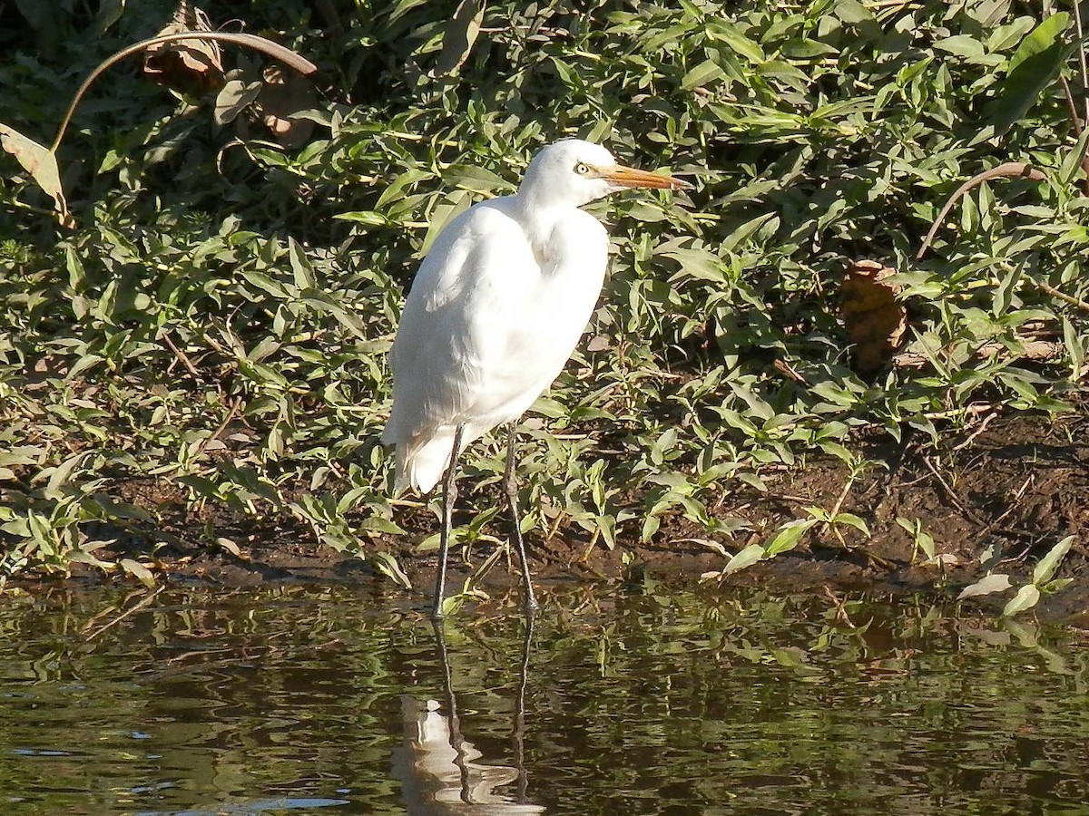 Plumed Egret - ML353215111