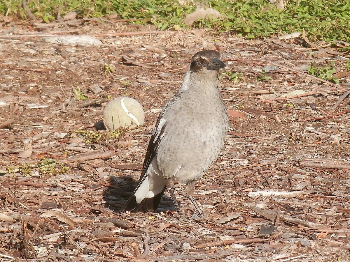 Australian Magpie - ML353215171