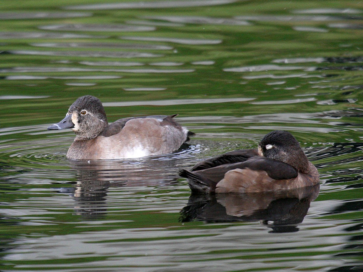 Ring-necked Duck - Greg Gillson