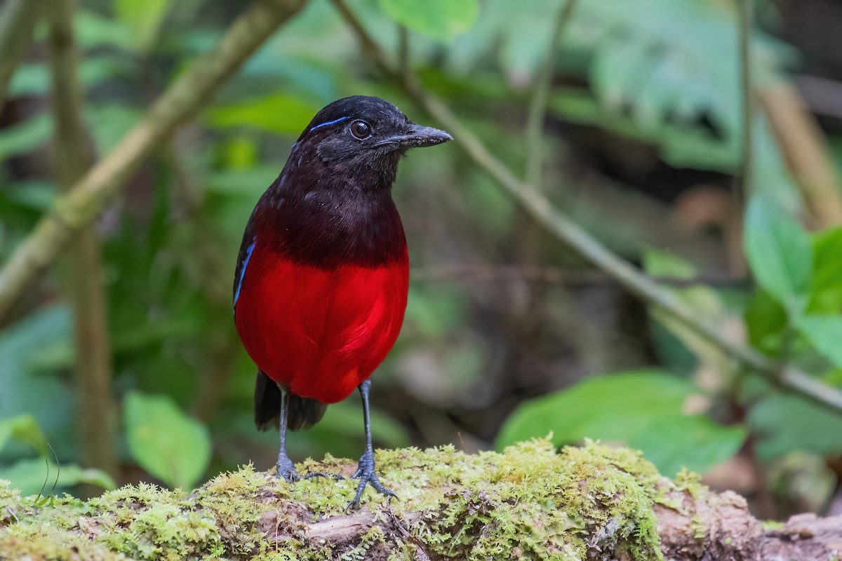 Graceful Pitta - Ngoc Sam Thuong Dang