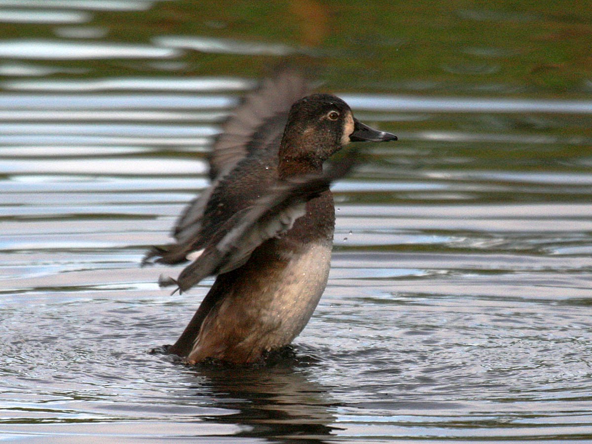 Ring-necked Duck - ML35321551