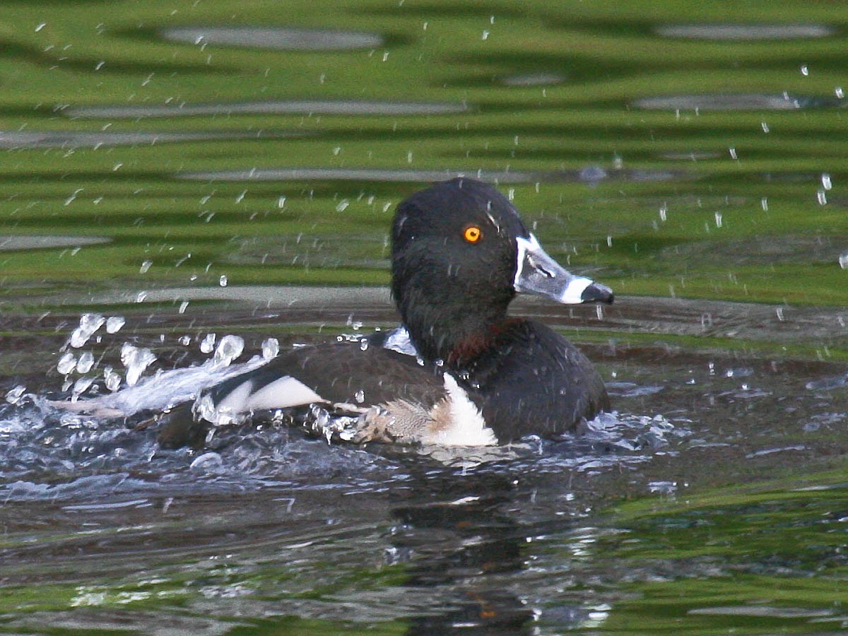 Ring-necked Duck - Greg Gillson