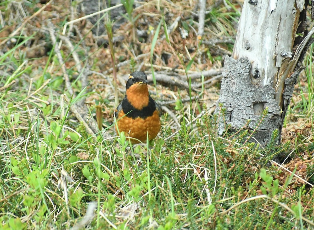 Varied Thrush - Kathy Morales Eric Julson