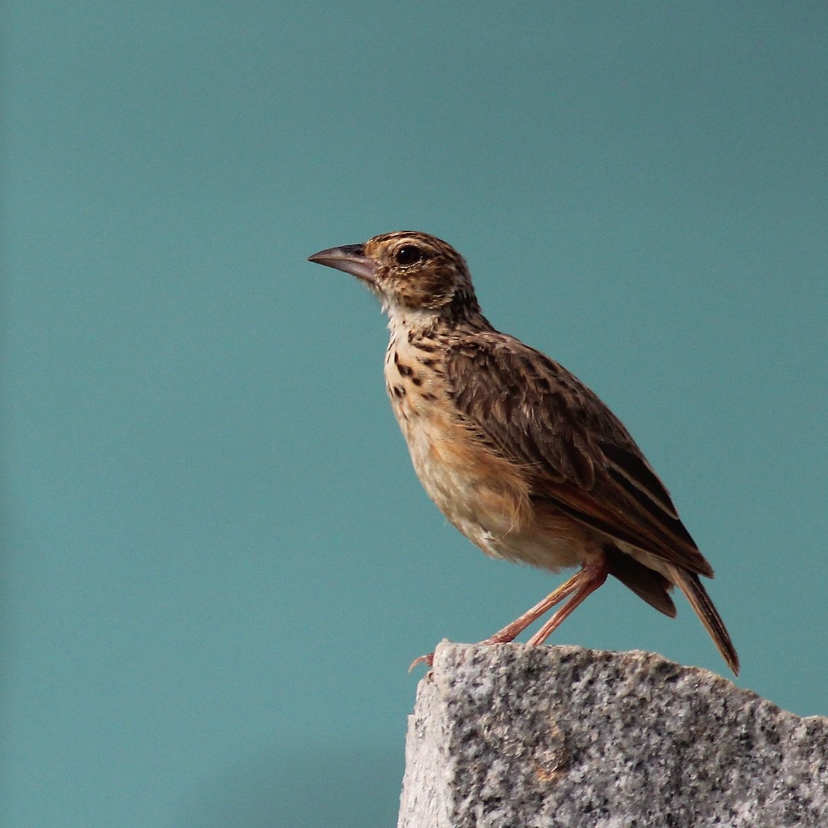 Jerdon's Bushlark - ML353216621