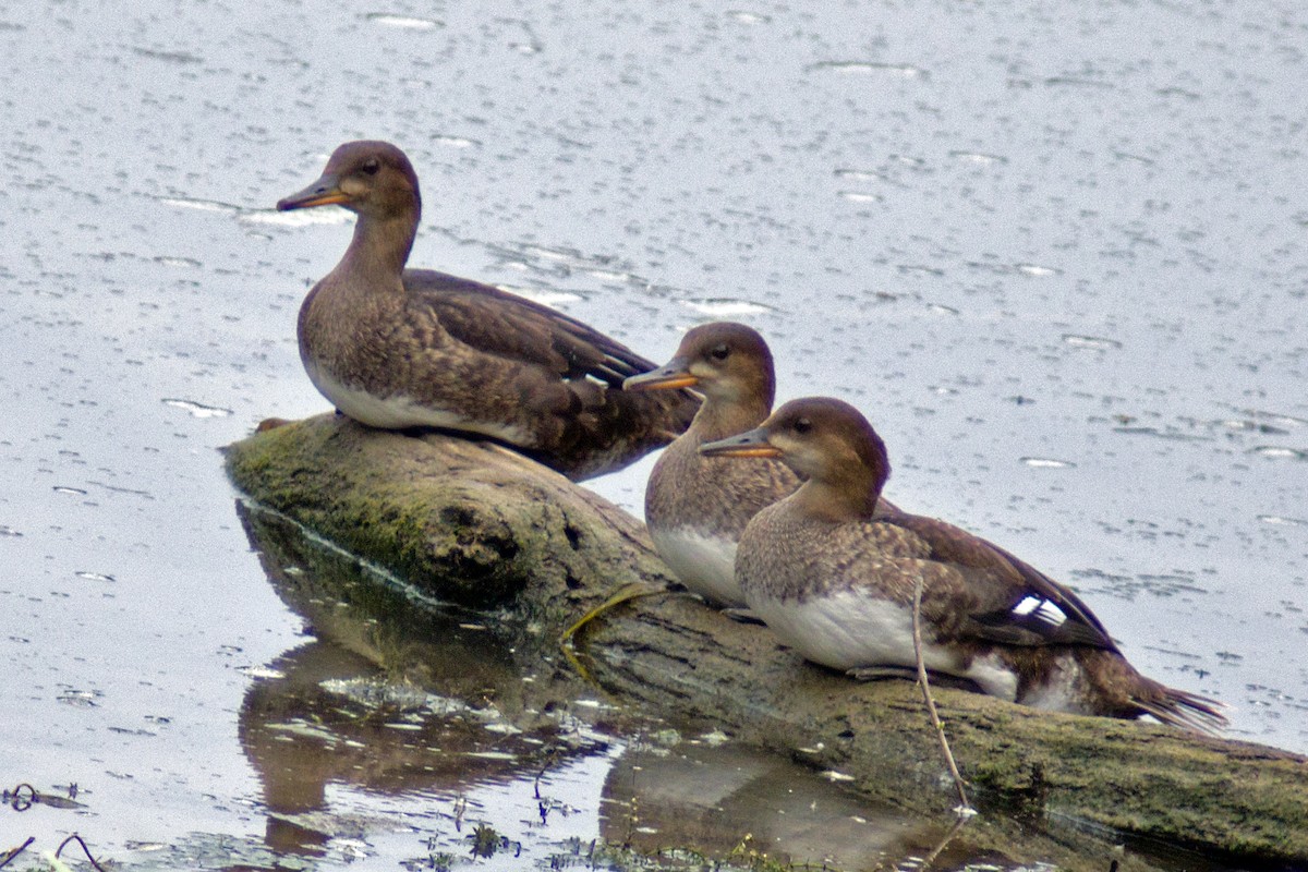 Hooded Merganser - ML353216861