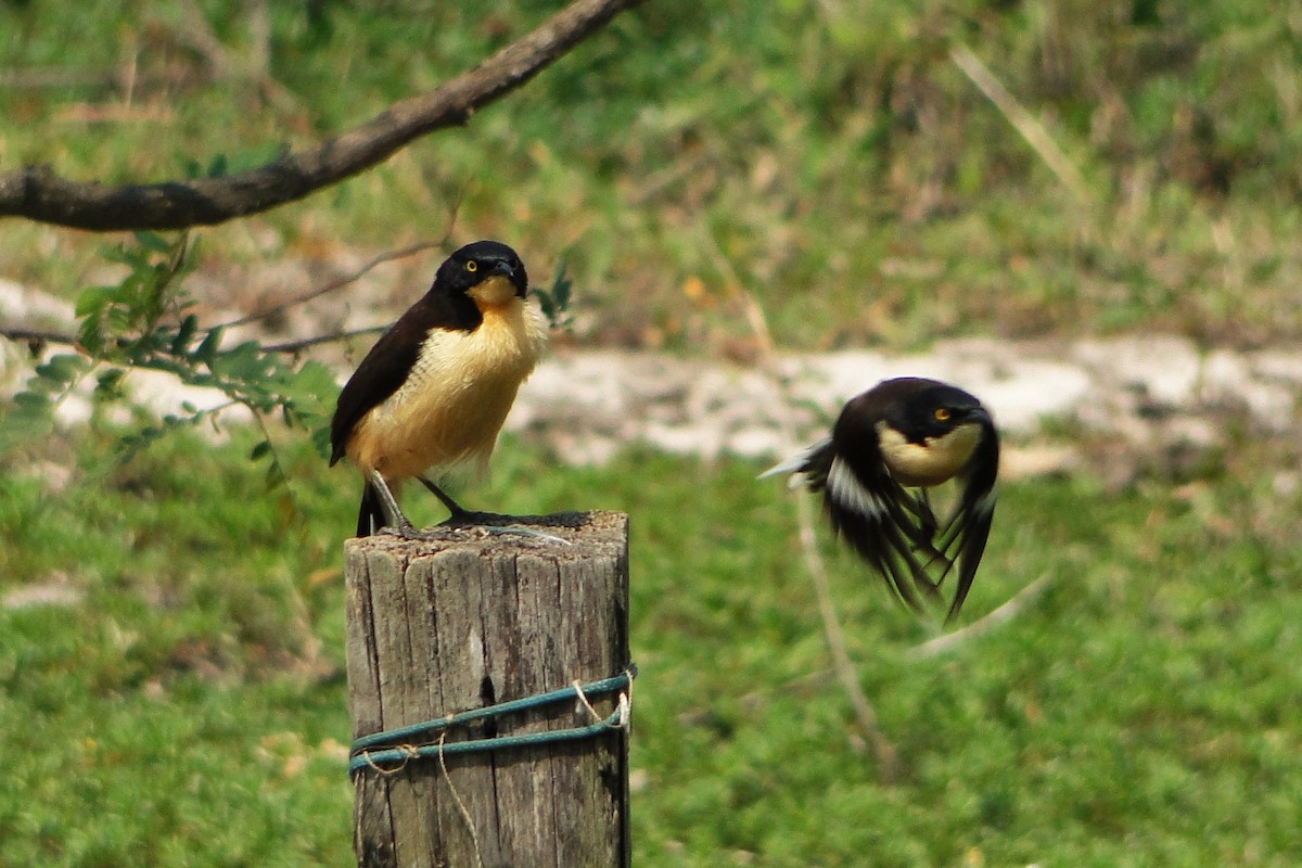 Black-capped Donacobius - ML35321781