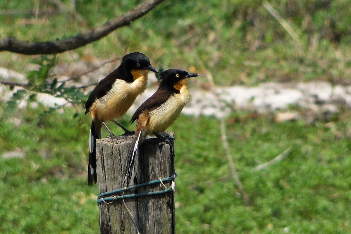 Black-capped Donacobius - ML35321801