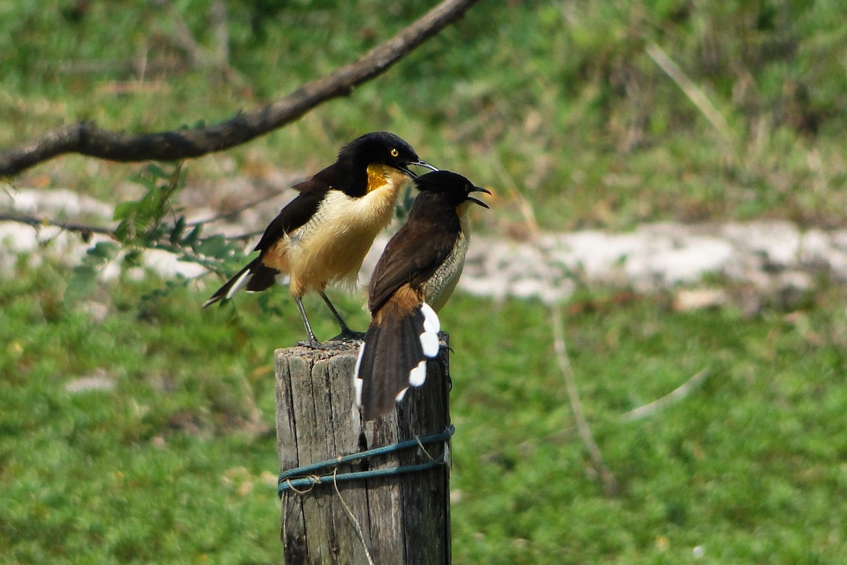 Black-capped Donacobius - ML35321851