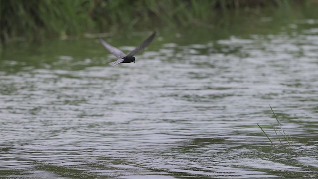 Black Tern - ML353218771