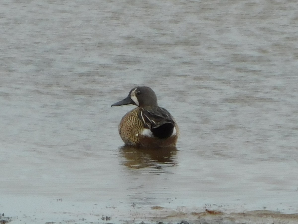 čírka modrokřídlá - ML353219871