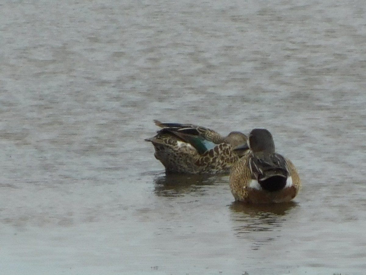 čírka modrokřídlá - ML353219881