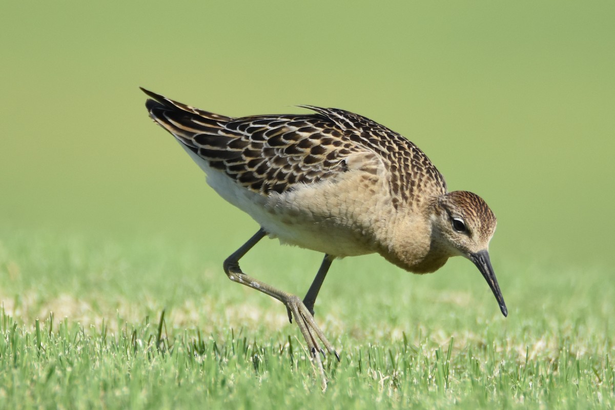 Ruff - Andrew Dobson