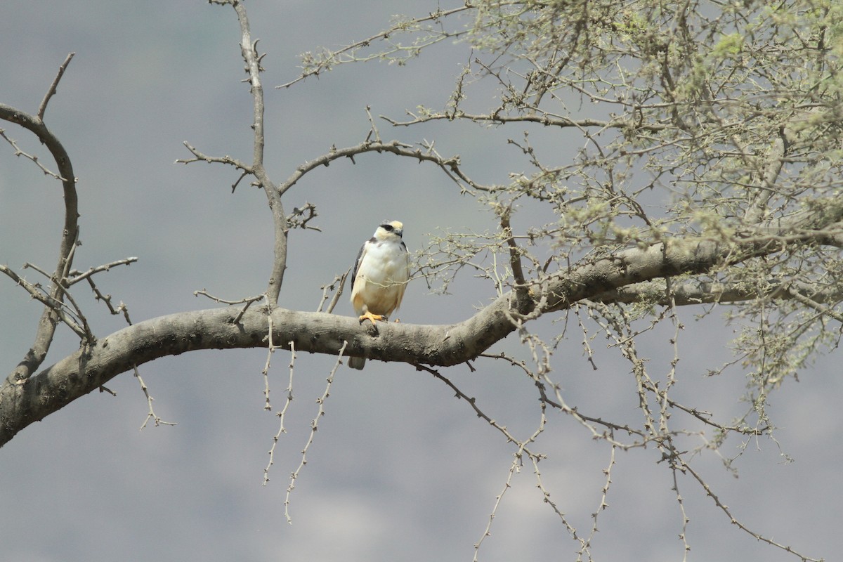 Pearl Kite - Steve Kelling