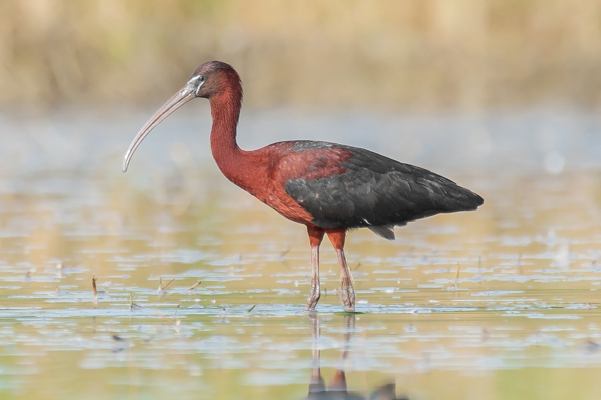 Glossy Ibis - Natthaphat Chotjuckdikul