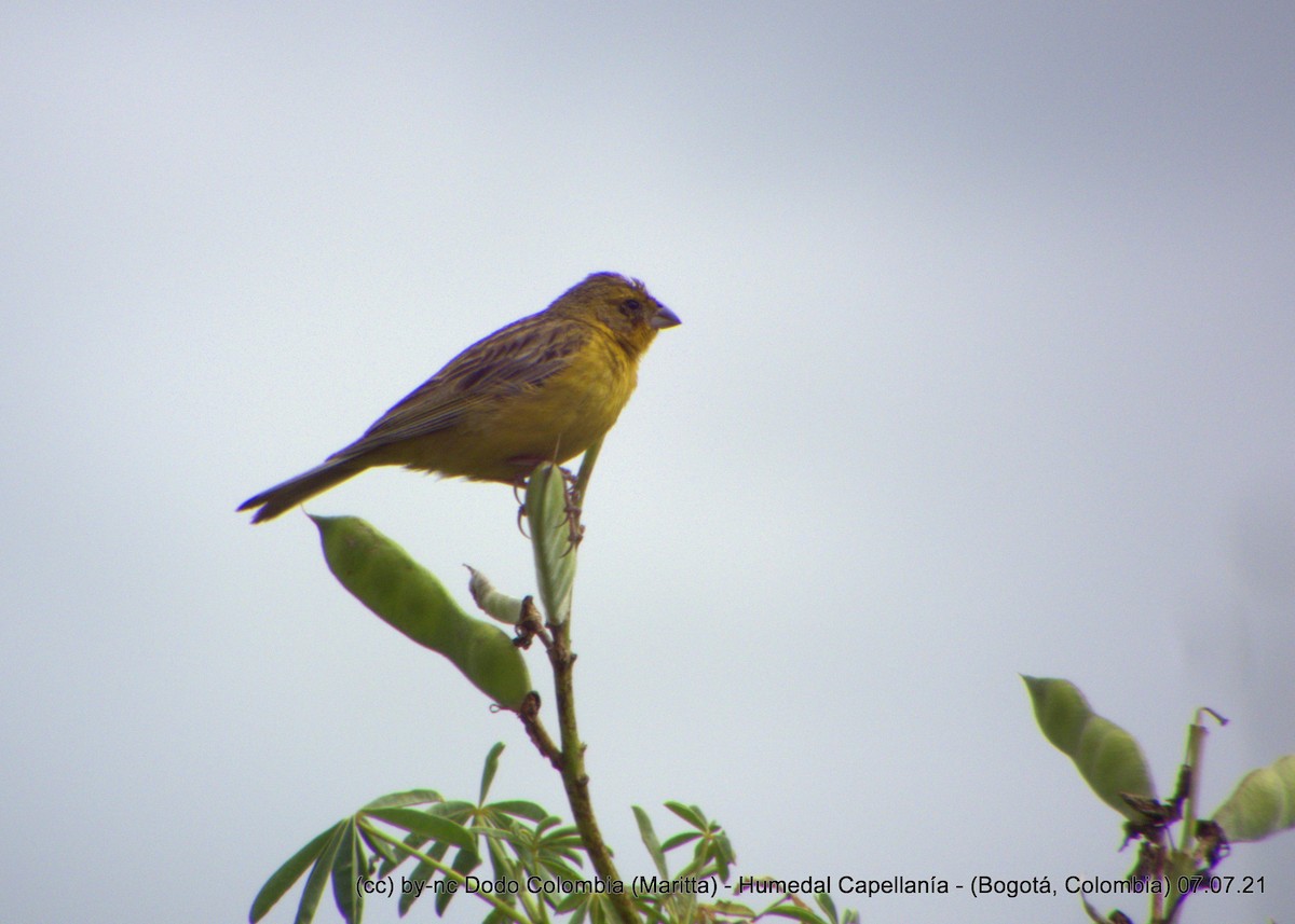 Grassland Yellow-Finch (Montane) - Maritta (Dodo Colombia)