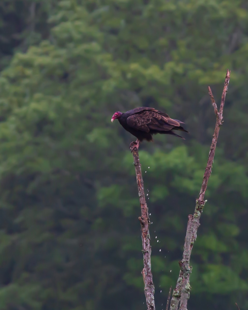 Turkey Vulture - Zealon Wight-Maier