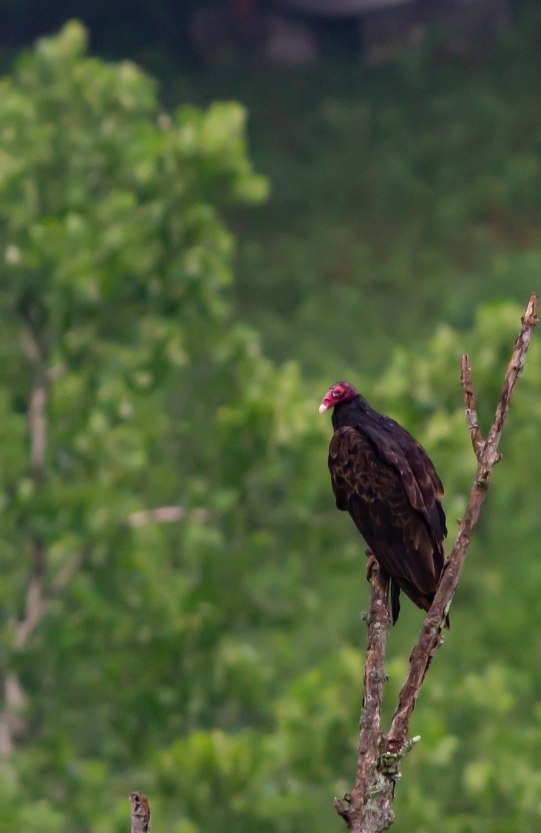 Turkey Vulture - Zealon Wight-Maier