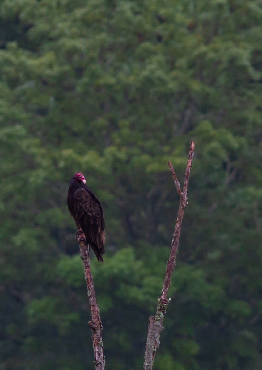 Turkey Vulture - Zealon Wight-Maier