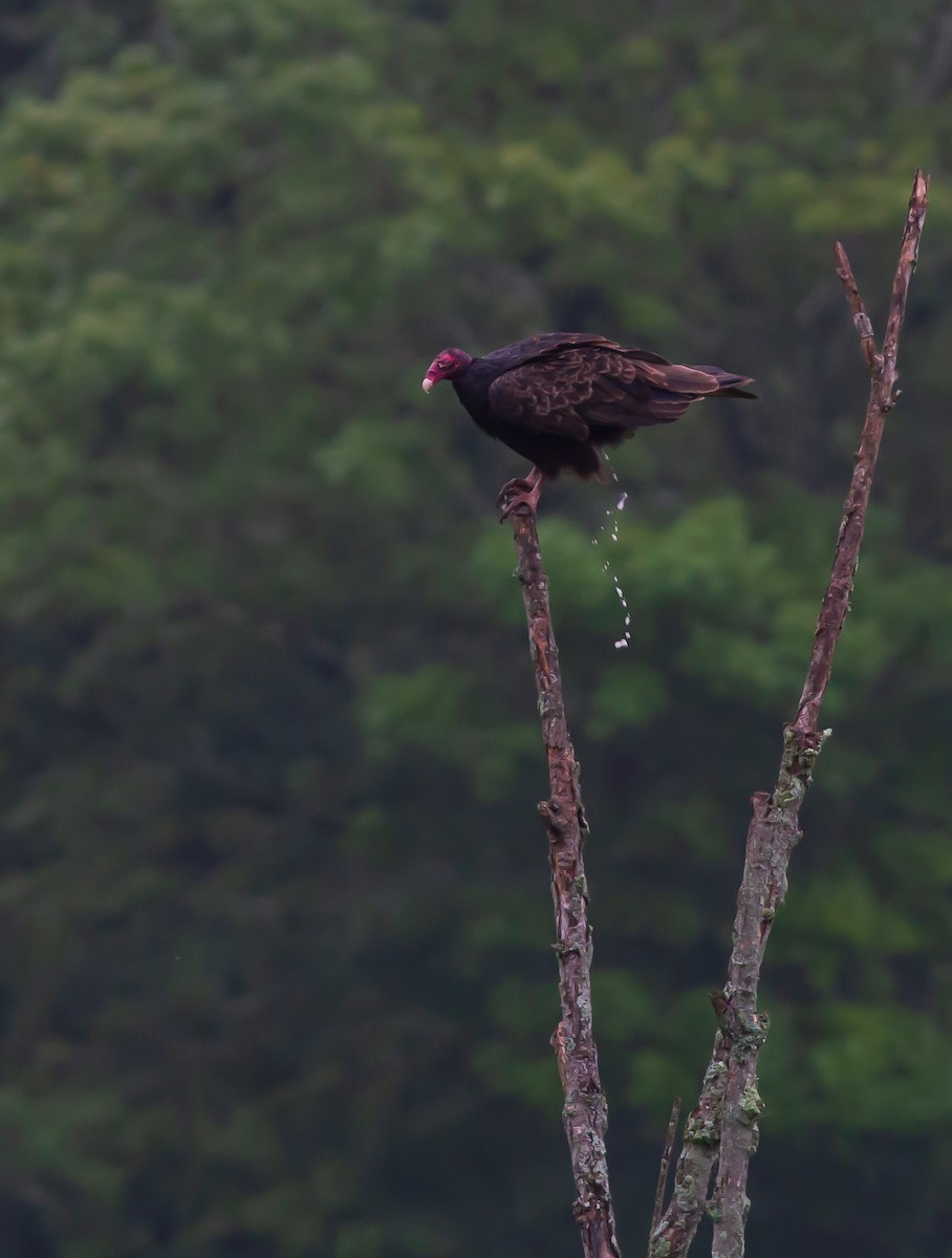 Turkey Vulture - ML353226011