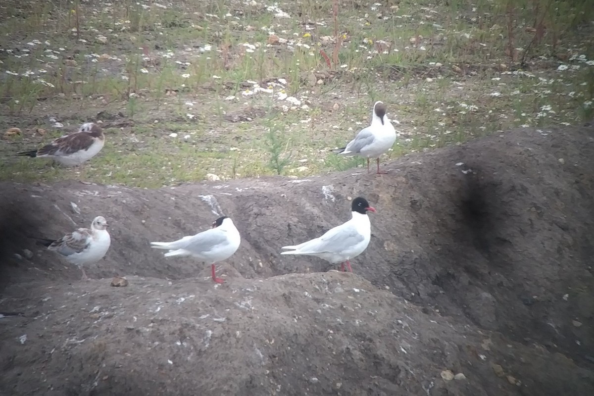 Mediterranean Gull - ML353227251