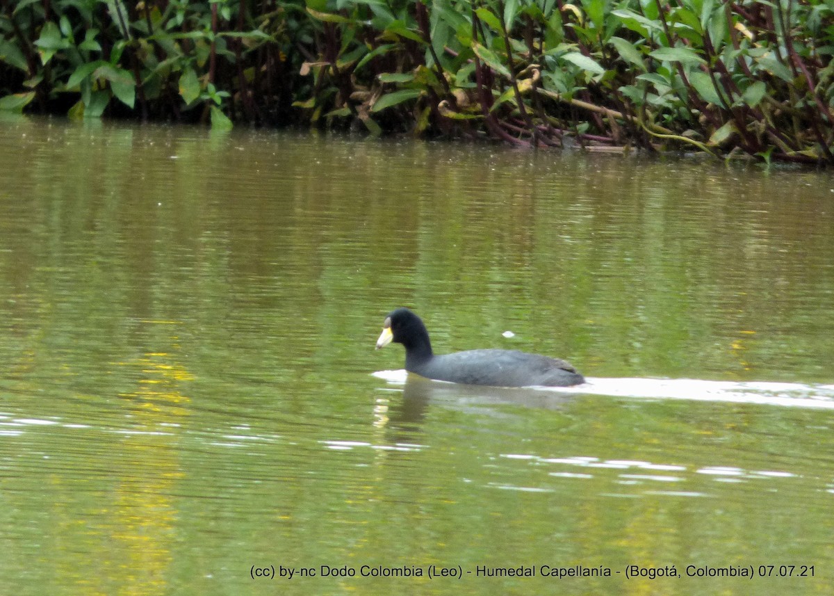 American Coot - ML353228311