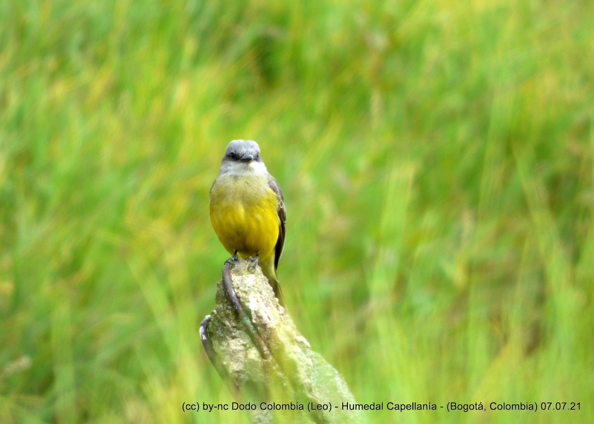 Tropical Kingbird - ML353228501