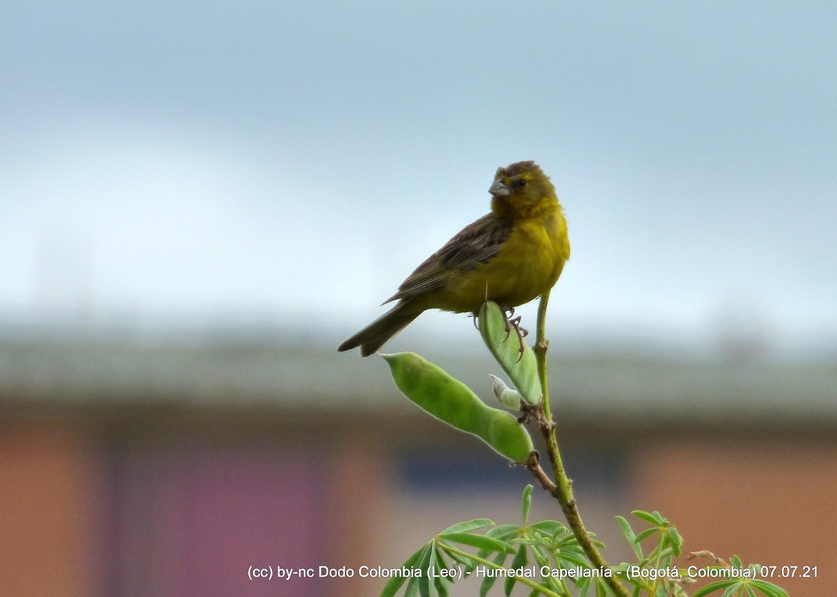 Grassland Yellow-Finch (Montane) - ML353228631