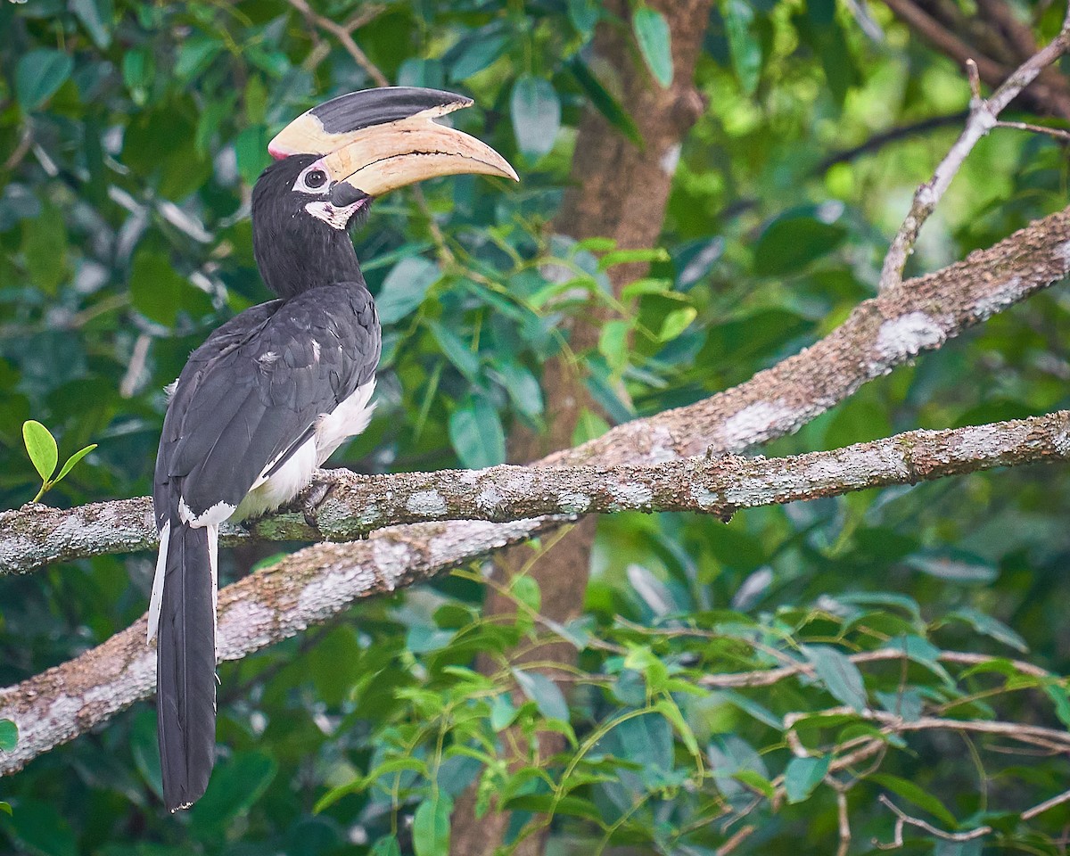 Malabar Pied-Hornbill - Raghavendra  Pai